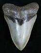Sharp, Glossy Inch Megalodon Tooth #1659-1